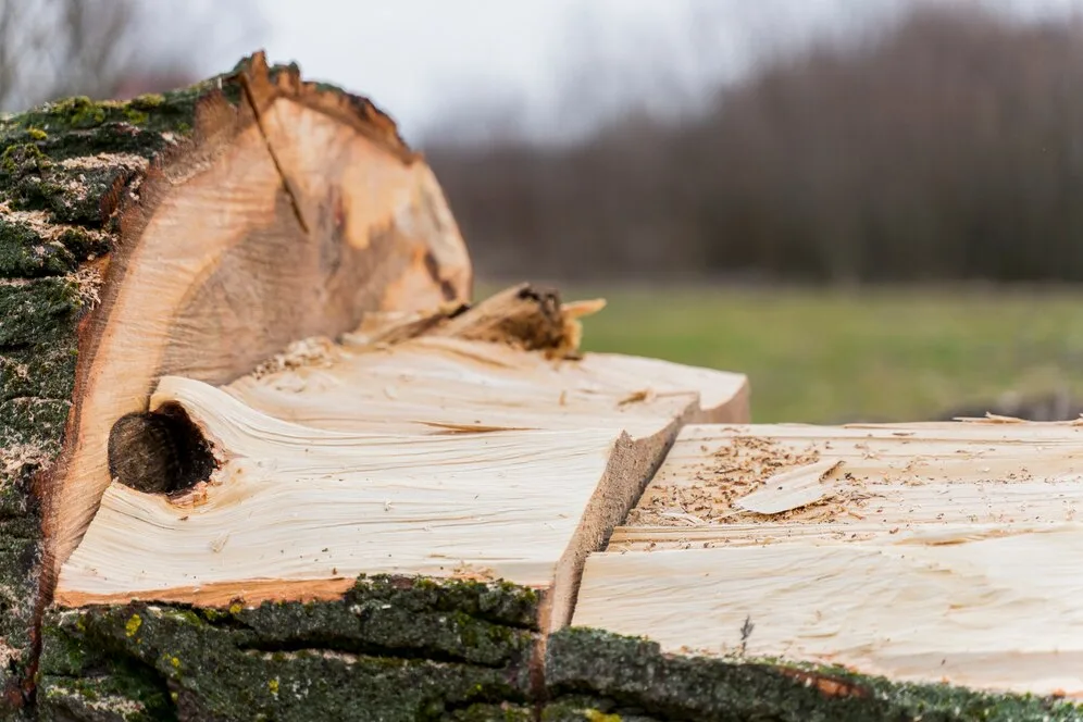 Immagine di Avviso di vendita per asta pubblica del materiale legnoso ritraibile dal taglio del bosco